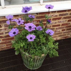 Meet your Posher, Joan